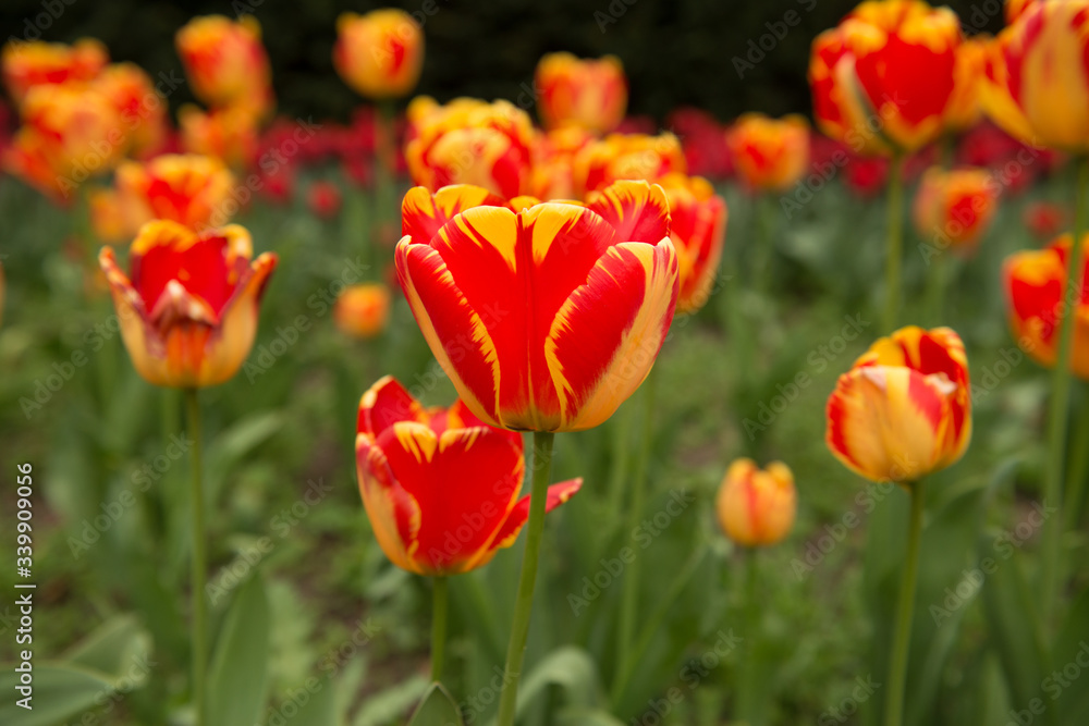 flowers in a country garden, Cornwall