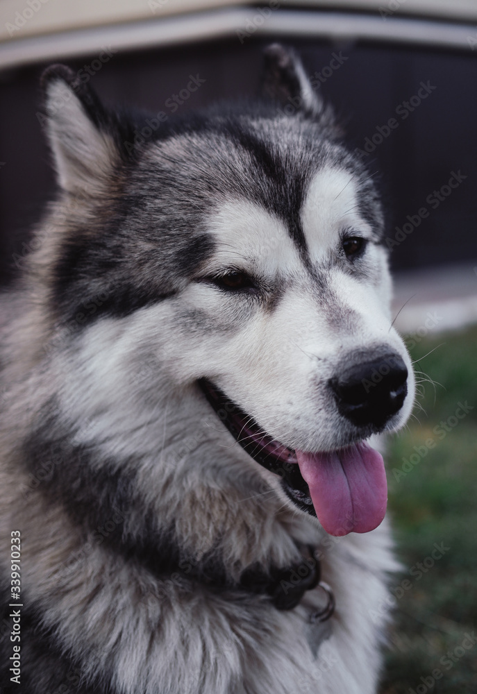 Big Alaskan Malamute in the Park, a large pedigreed dog lying on the grass, Malamute resting Big Alaskan Malamute in the Park, a large pedigreed dog lying on the grass, Malamute resting