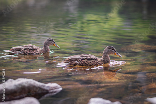 Two wild ducks swim on the lake in the mountains, brown and grey birds on the water