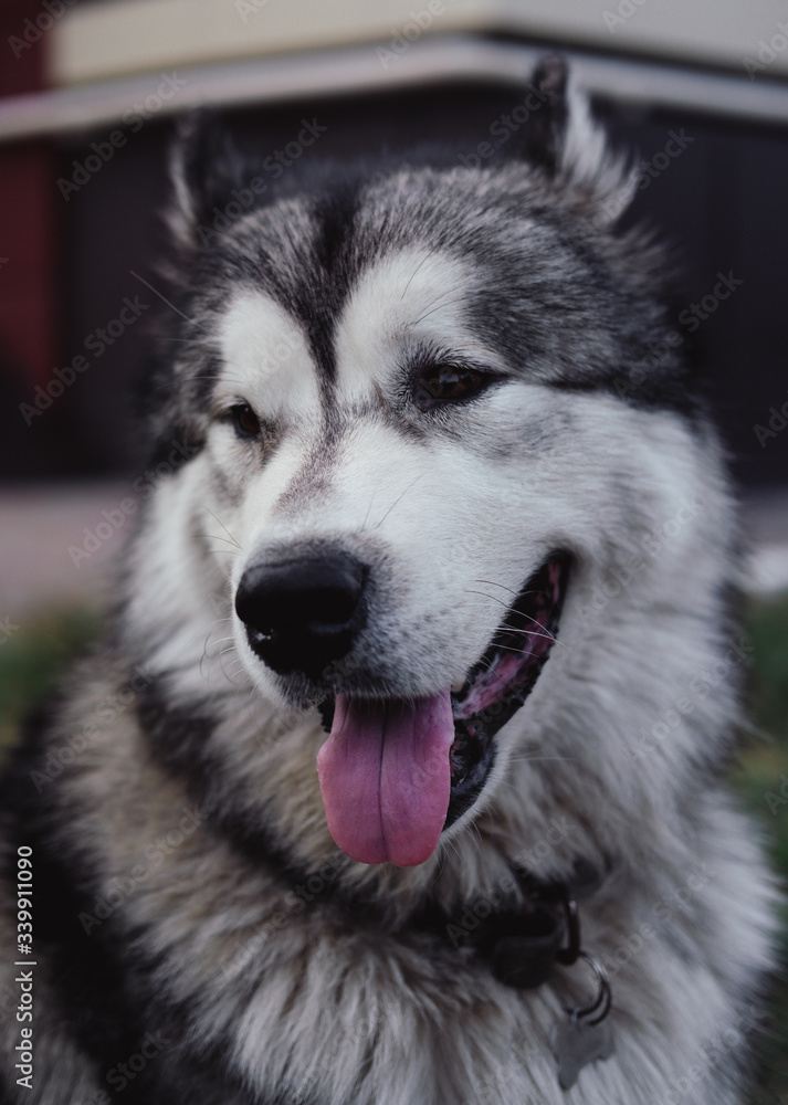 Big Alaskan Malamute in the Park, a large pedigreed dog lying on the grass, Malamute resting