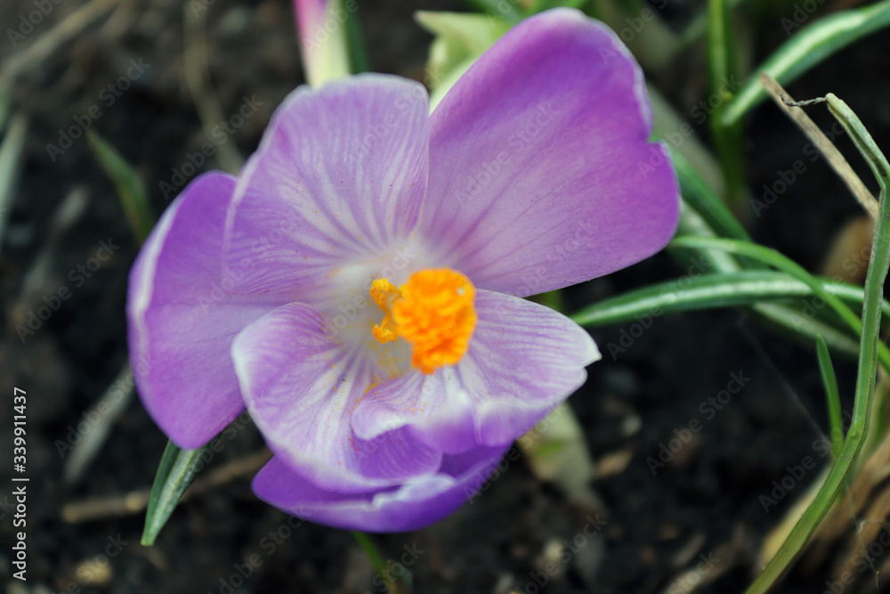 Violet flower Violet flower