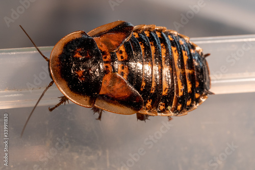 Photography Dubai cockroach