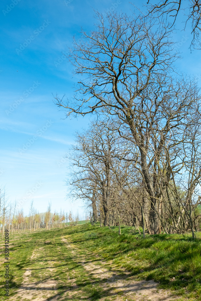 Robinia pseudoacacia am Rand eines Gehölzsaumes Robinia pseudoacacia am Rand eines Gehölzsaumes