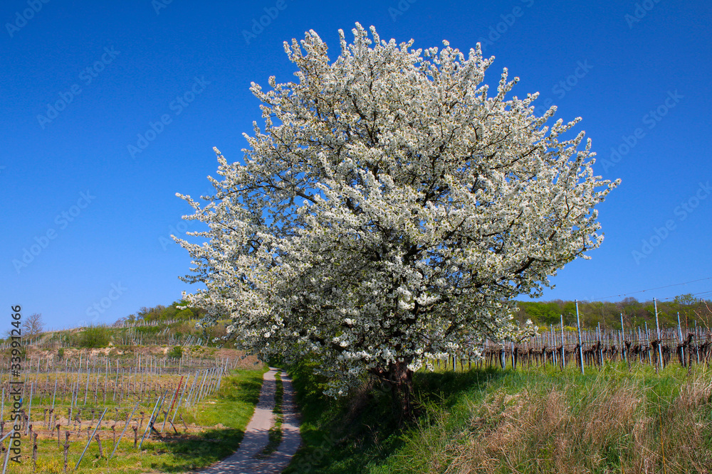 Kirschblüte im Kaierstuhl bei Achkarren im Frühling Kirschblüte im Kaierstuhl bei Achkarren im Frühling