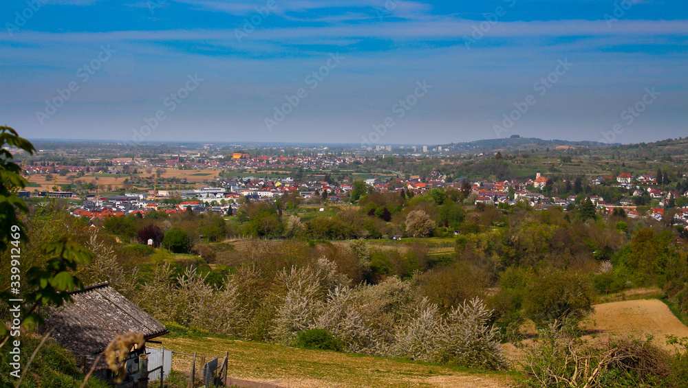 Kirschblüte im Kaierstuhl bei Achkarren im Frühling Kirschblüte im Kaierstuhl bei Achkarren im Frühling