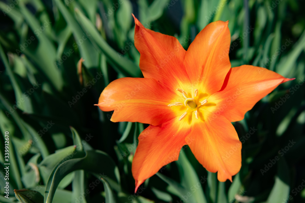 single orange tulip flower against a green leafy background single orange tulip flower against a green leafy background
