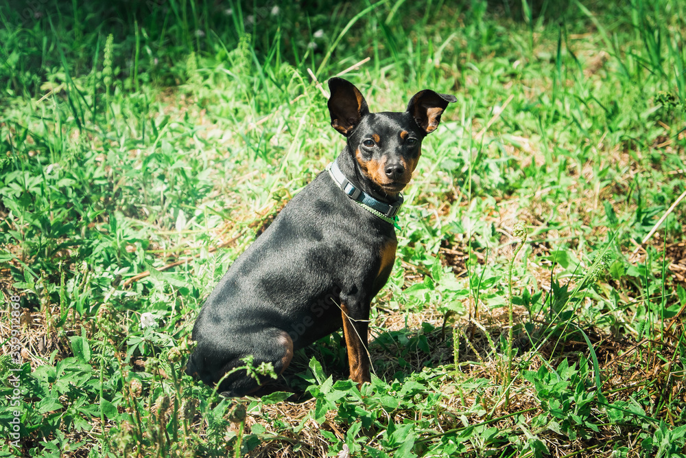 Russian Toy Terrier dog with caution and suspicion looks at the camera.