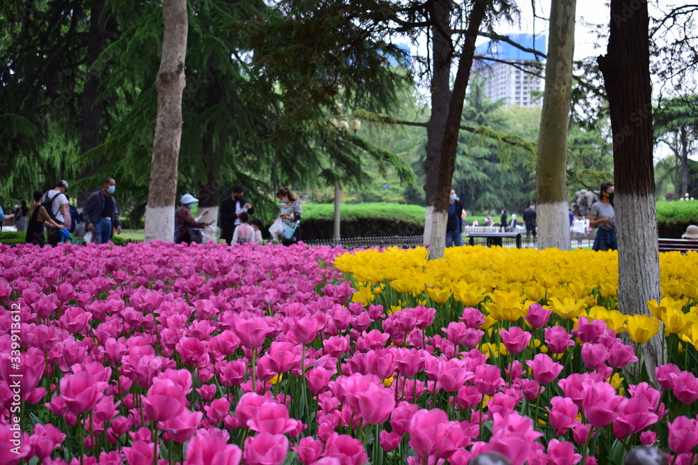 most beautiful tulip in chiina