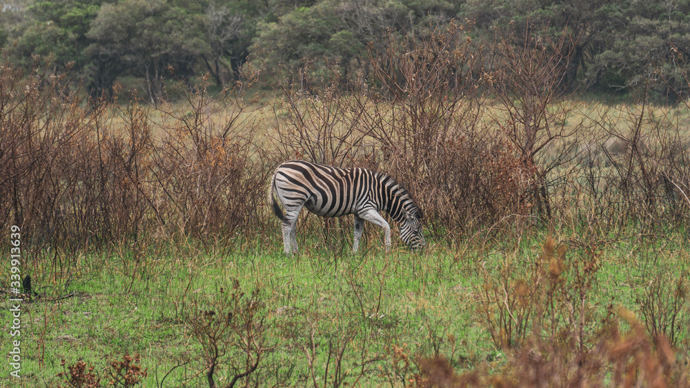 Fototapeta premium zebras in the savannah