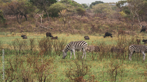 zebras in the savannah