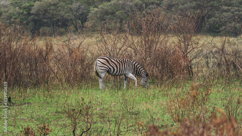 zebras in the savannah