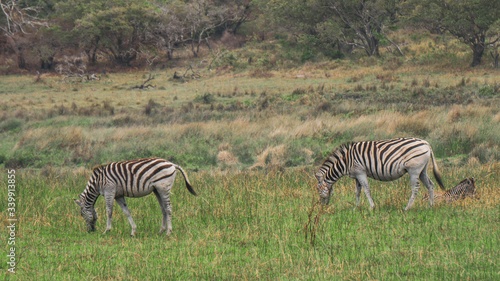 zebras in the savannah