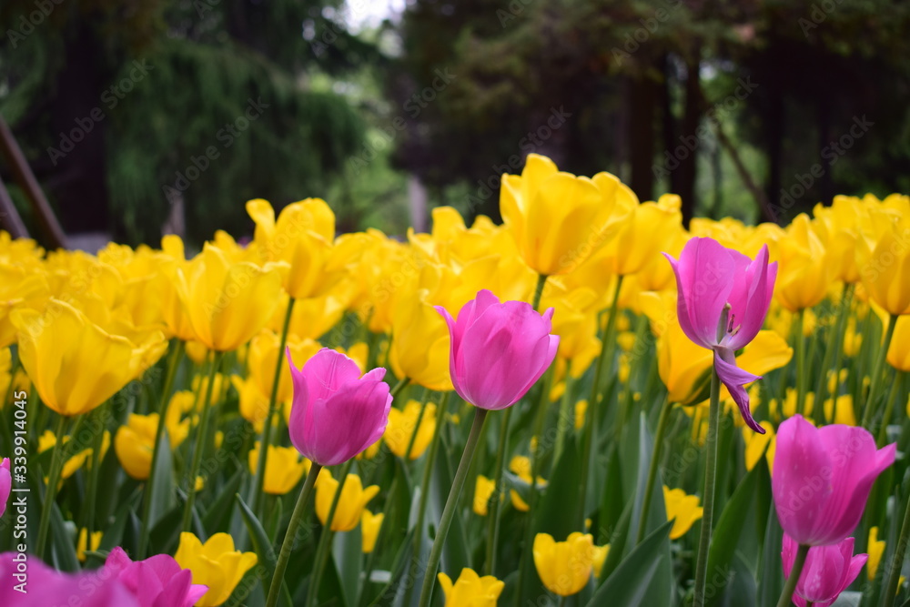 most beautiful tulip in chiina most beautiful tulip in chiina