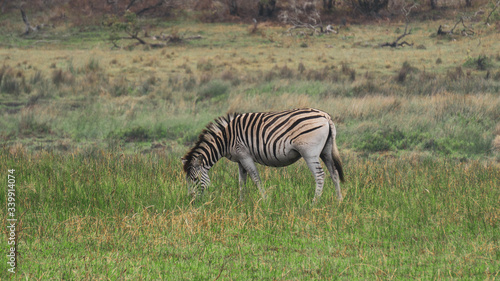 zebra in the savannah