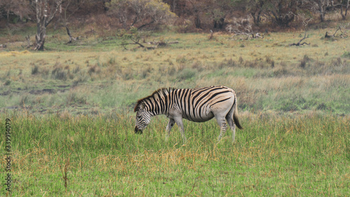 zebra in the savannah