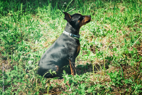 Russian Toy Terrier dog with caution and suspicion looks at the camera.