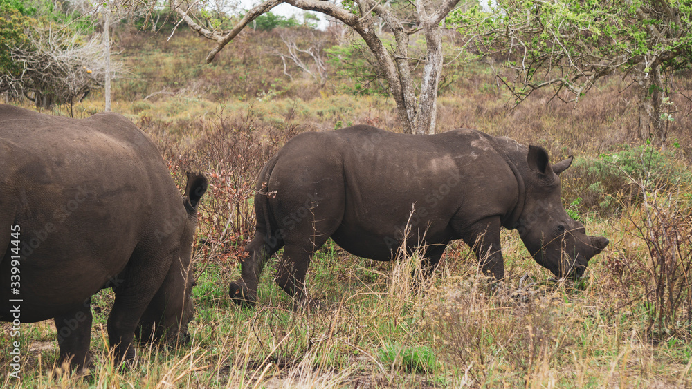 Obraz premium rhino in the wild