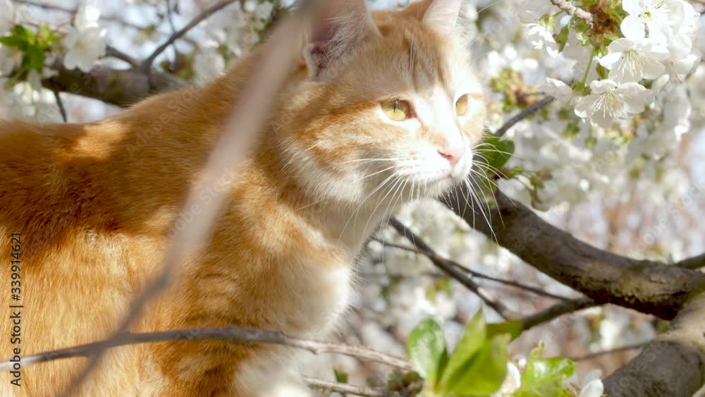�ute ginger cat climbing branches and hunting on blossoming tree in spring garden. Flowering bloom of cherry tree and funny pets �ute ginger cat climbing branches and hunting on blossoming tree in spring garden. Flowering bloom of cherry tree and funny pets