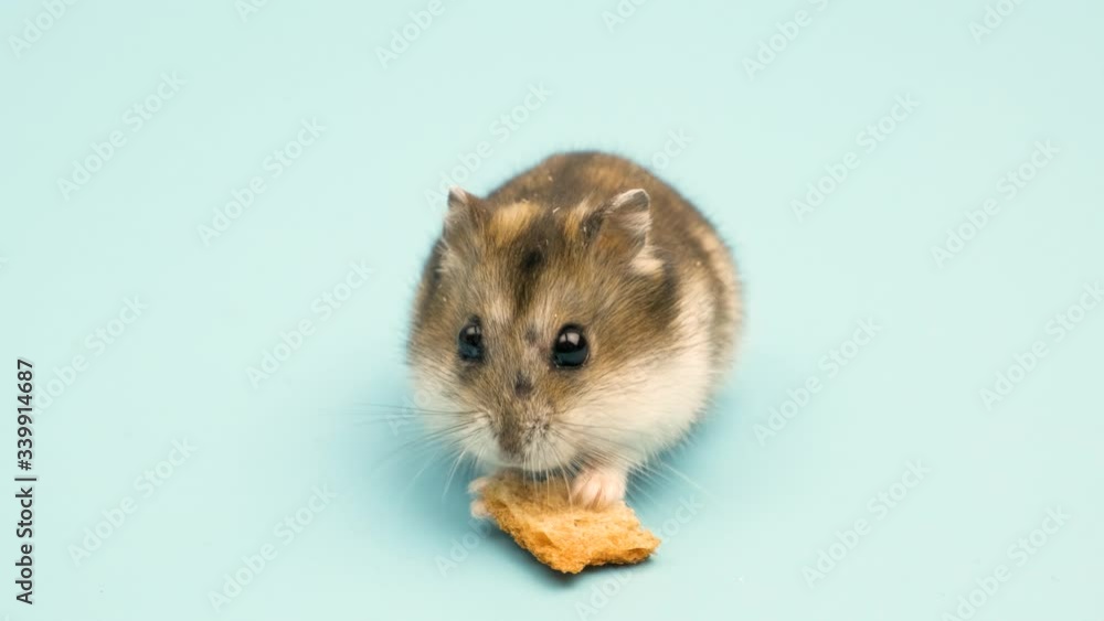 Closeup of a small funny miniature jungar hamster. Fluffy and cute Dzhungar rat at home. Closeup of a small funny miniature jungar hamster. Fluffy and cute Dzhungar rat at home.