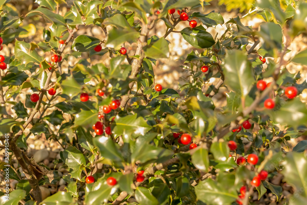 red berries on a green background