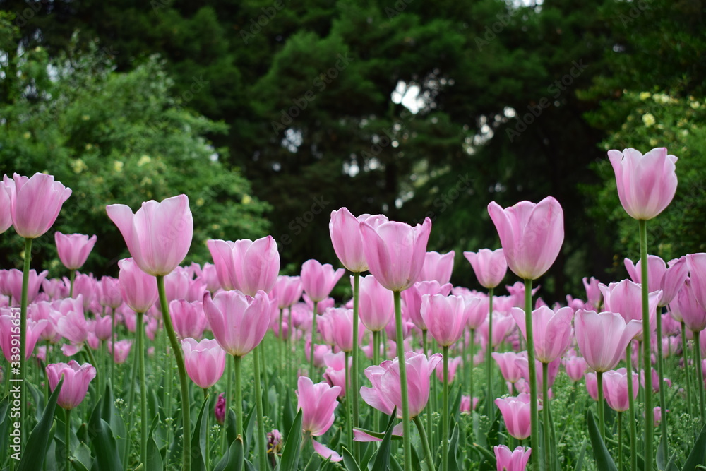 beautiful tulip in spring time beautiful tulip in spring time