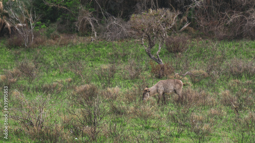 Fototapeta Naklejka Na Ścianę i Meble -  waterbucks in the savannah