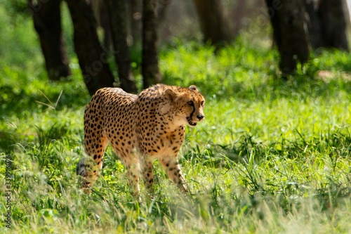 Cheetah walking on the savanna.