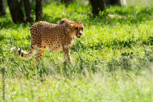Cheetah walking on the savanna.