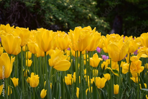 Fototapeta Naklejka Na Ścianę i Meble -  beautiful tulip in spring time