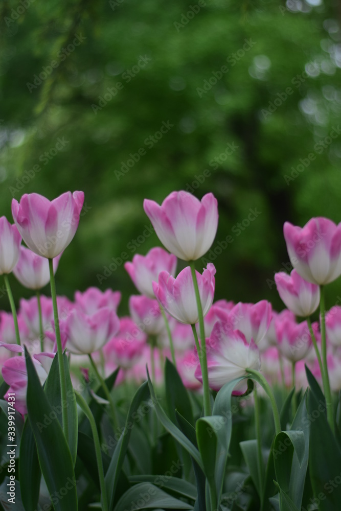 beautiful tulip in spring time beautiful tulip in spring time