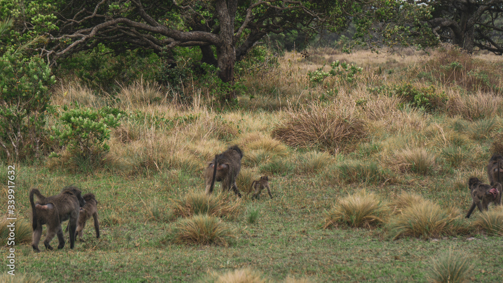 Fototapeta premium monkeys in the savannah