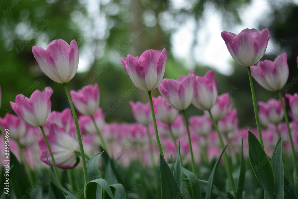 beautiful tulip in spring time