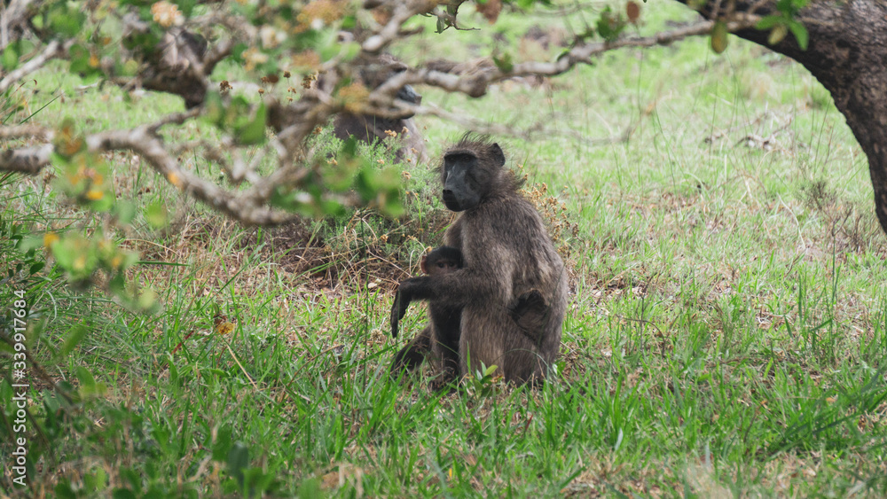 Obraz premium monkeys in the savannah