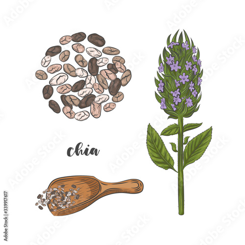 Chia plant and seeds hand drawn sketch. Blooming chia plant isolated on white background. Chia seeds in scoop.