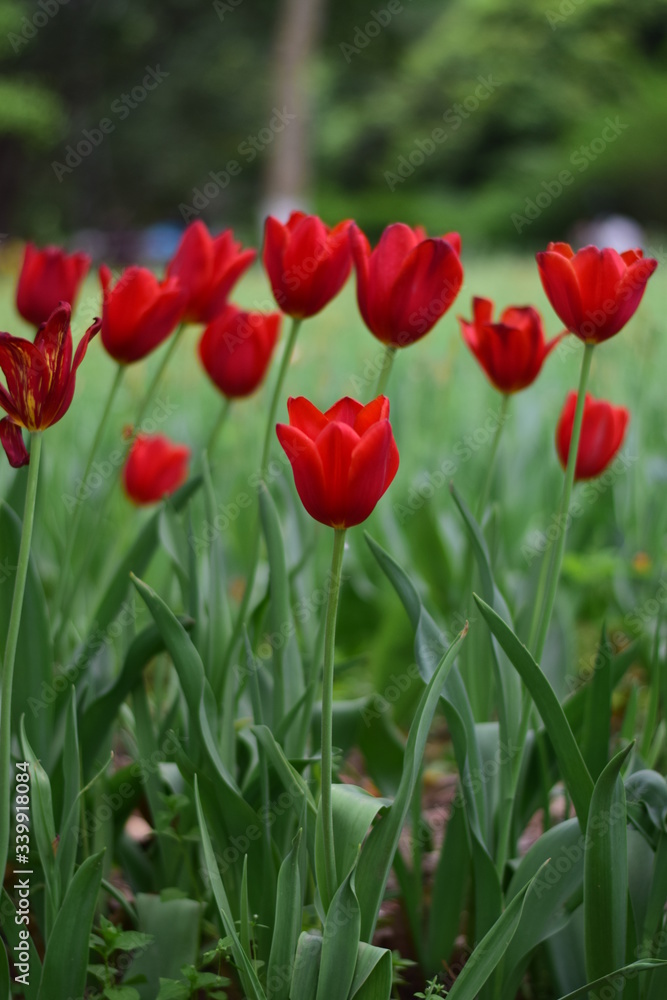 red tulip in spring