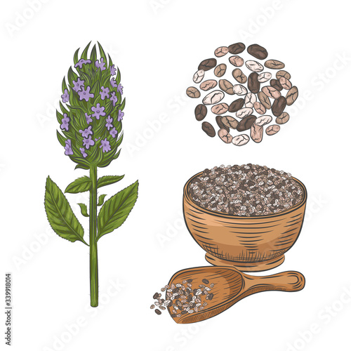 Chia plant and seeds hand drawn sketch. Blooming chia plant isolated on white background. Chia seeds in bowl and scoop.