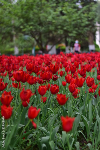 Fototapeta Naklejka Na Ścianę i Meble -  red tulip in spring
