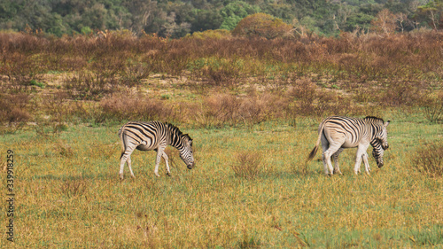 zebra in the savannah