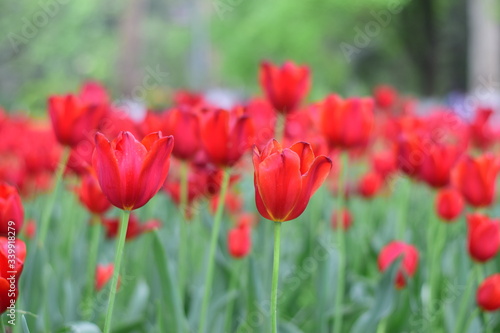 red tulip in spring