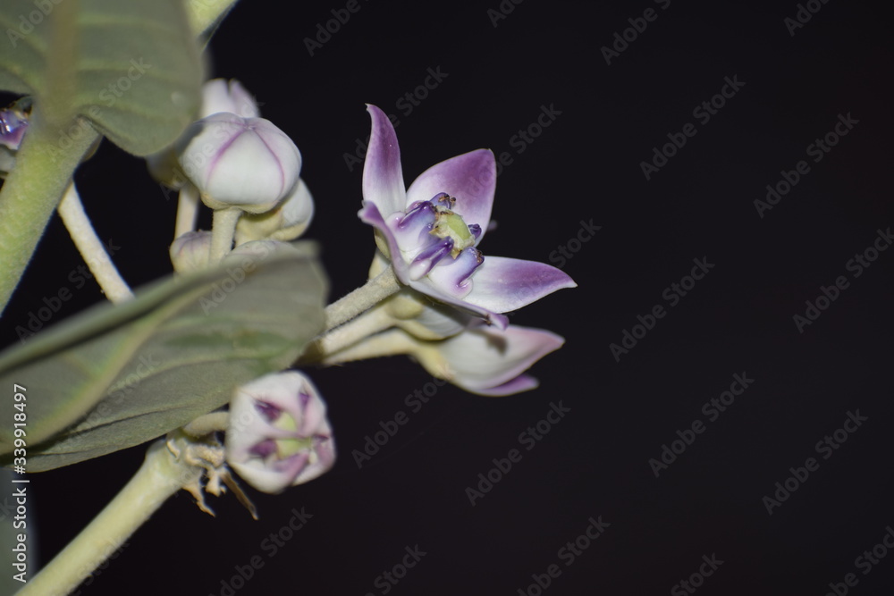 Fototapeta premium calotropis gigentea or madar plant flower or purple crown flower found in asian country of India and state of gujarat and is milky plant.