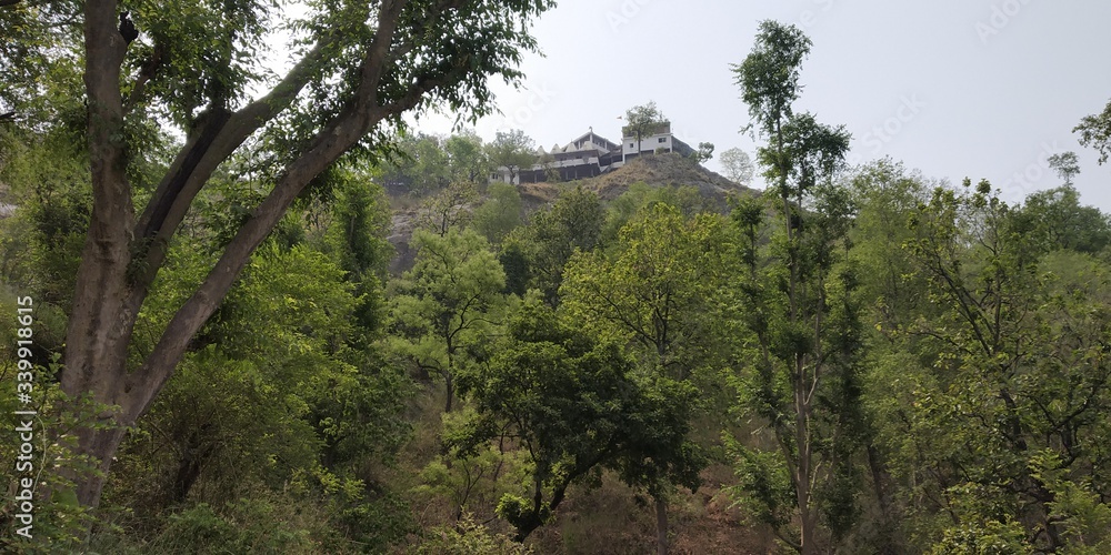 pine trees in the mountains