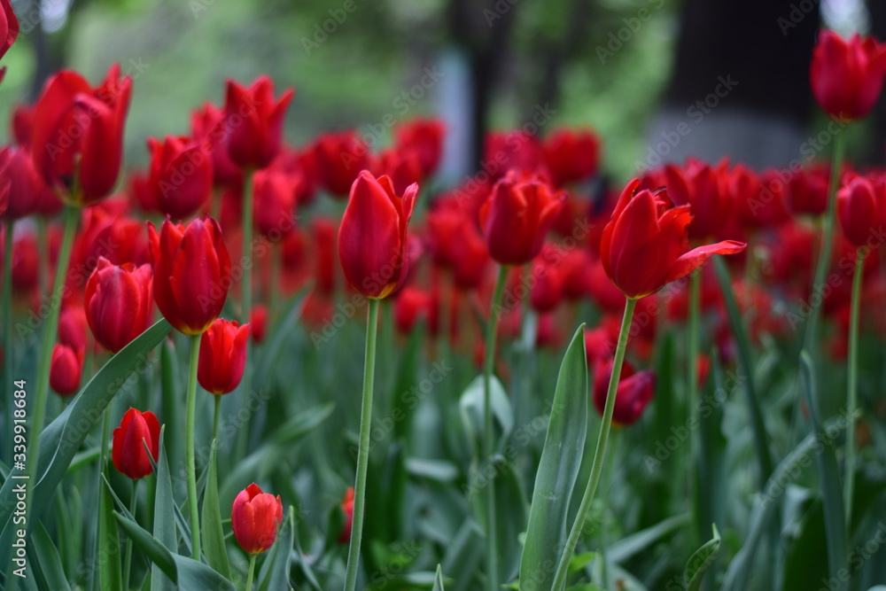 red tulip in spring