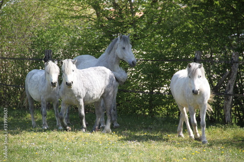 Fototapeta Naklejka Na Ścianę i Meble -  Grey playful thug horse ponies team 