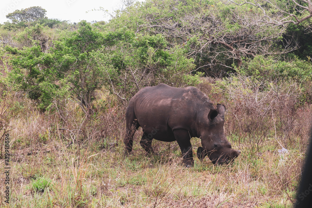 Fototapeta premium rhino in the wild