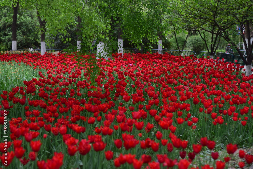 red tulip in spring