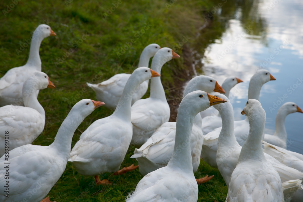 Domestic white geese on the lake. Summer village landscape. Domestic white geese on the lake. Summer village landscape.