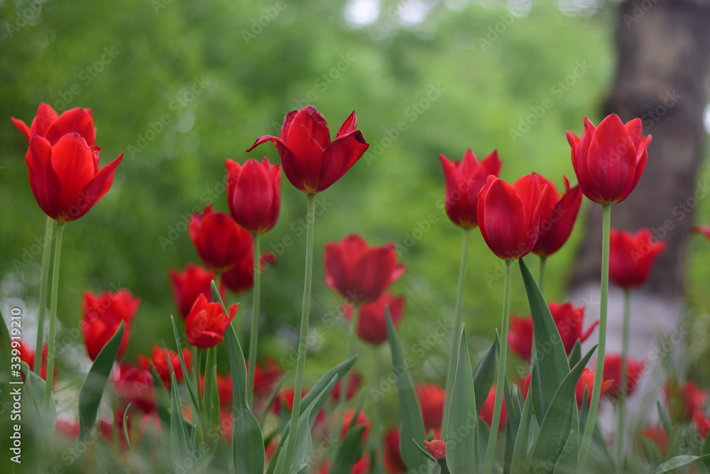 Obraz premium red tulip in spring