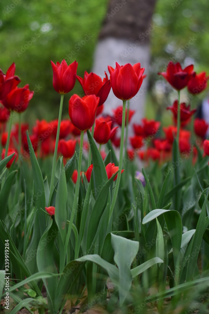 red tulip in spring