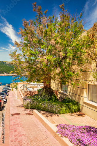 Street with a giant tree on the spanish balearic island Mallorca near cala ratjada with view to the Mediterranean