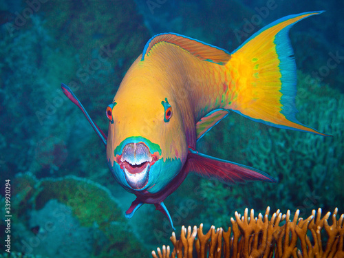 This parrotfish asks the underwater photographer for a portrait. I took this photo during a dive in the Northern Red Sea in Egypt.